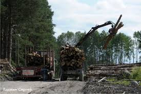 Прокуратурой обнаружено более 70 тыс. нарушений в сфере лесного законодательства